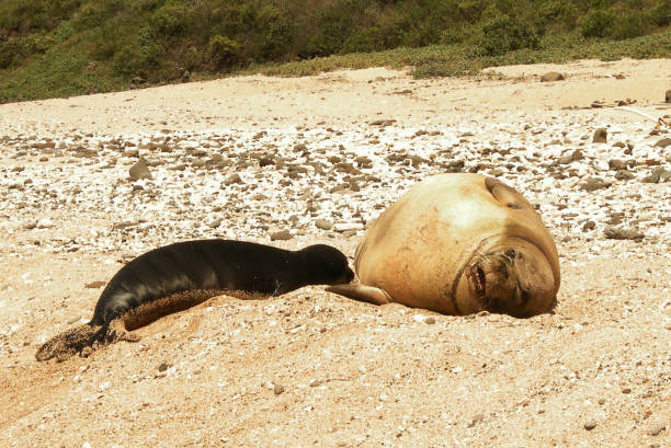 After coming ashore on \
