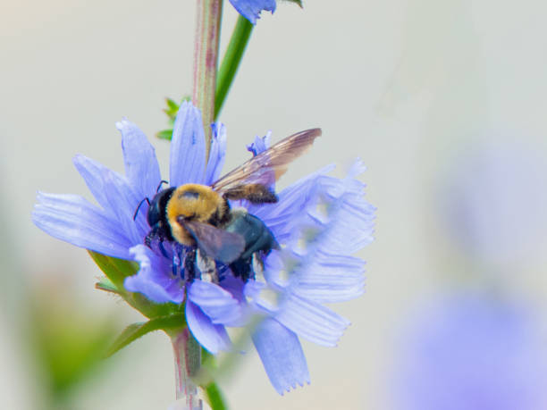 istock Beautiful Corn Flower with Honey Bee-Howard County, Indiana 2203134647