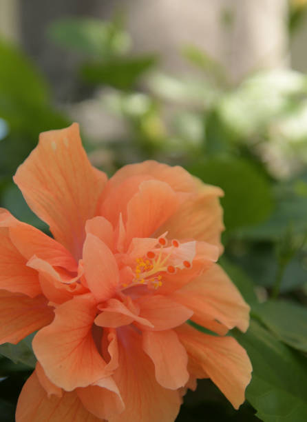 istock Double Hibiscus tropical flower 2203134968