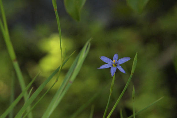 istock Blue-eyed grass flower on a lush green background 2203135003