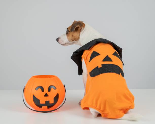 istock Jack Russell Terrier dog dressed as pumpkin next to candy basket on Halloween. 2203136931