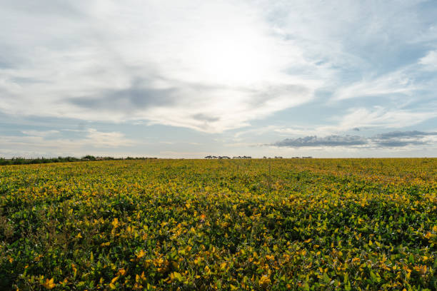 istock Soybean plantation in yellowing stage with weeds 2203136977