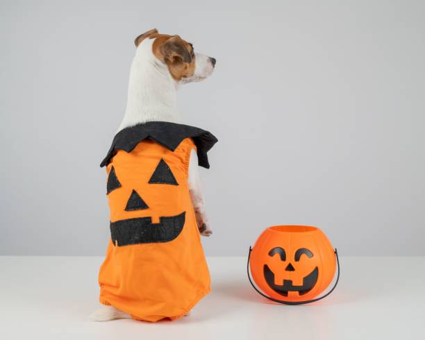istock Jack Russell Terrier dog dressed as pumpkin next to candy basket on Halloween. 2203136997