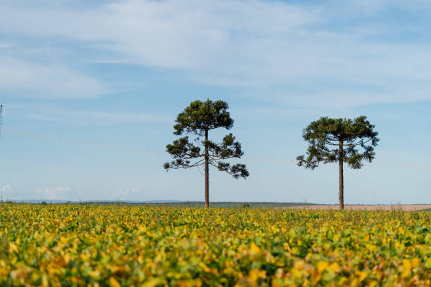 Araucaria trees in the soybean plantation