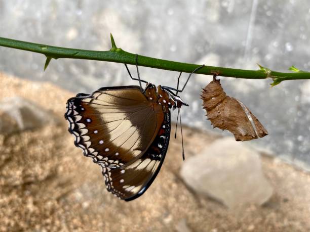 istock Blue moon or Great Eggfly Butterfly (Hypolimnas bolina) emerge from chrysalis 2203137409