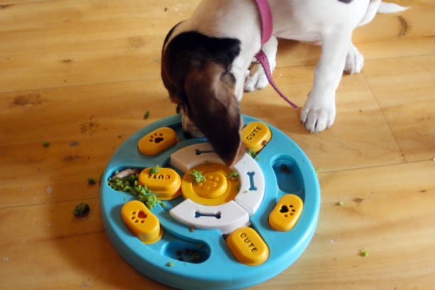 istock beagle puppy eating from a puzzle feeder toy bowl 2203138012