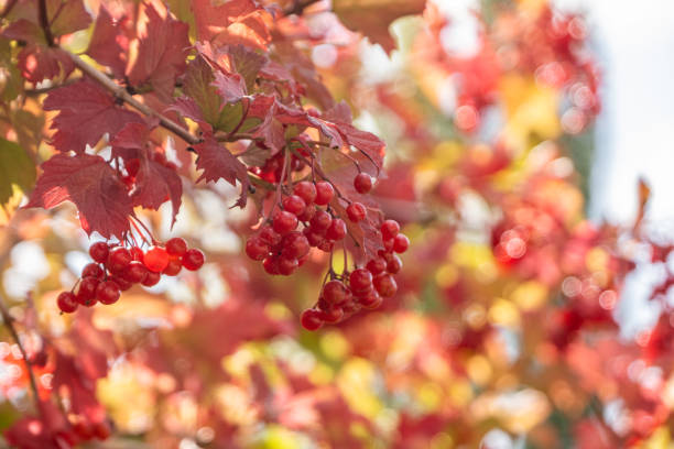 Unharvested Highbush Cranberries on the Branches