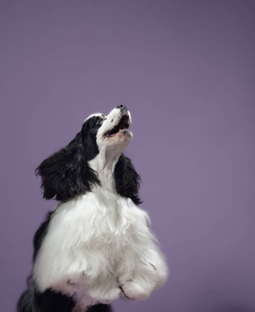 istock American Cocker Spaniel looking up on purple background 2203139604