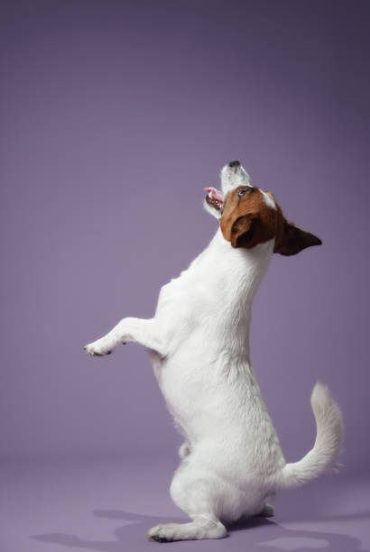 istock Jack Russell Terrier standing on hind legs on purple background 2203139617