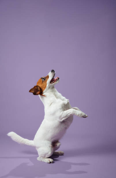 istock Jack Russell Terrier in playful duo stance on purple background 2203139631