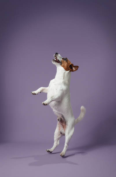 istock Jack Russell Terrier jumping on purple background 2203139633