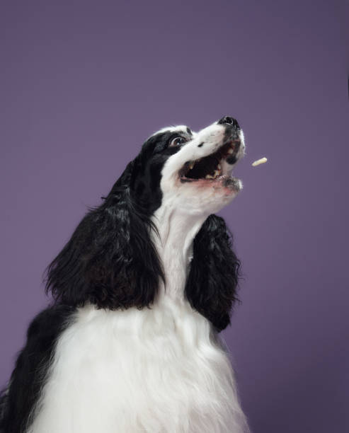 istock American Cocker Spaniel catching treat with purple background 2203139636