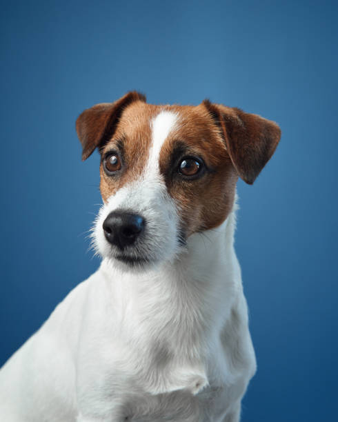 istock Jack Russell Terrier portrait on blue background 2203139640