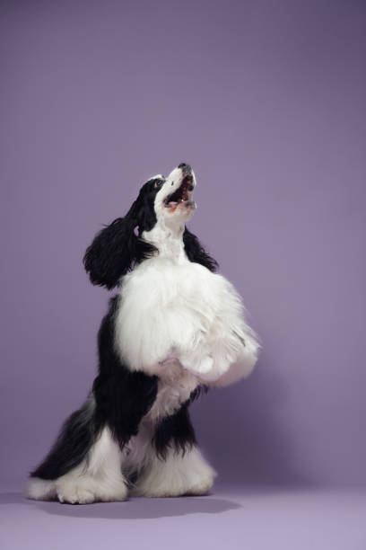 A playful American Cocker Spaniel with paws up, captured against a purple background. The dog lively energy and soft fur create a joyful scene.