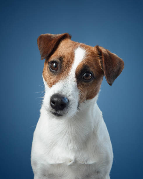 istock Jack Russell Terrier head tilt with blue background 2203139642