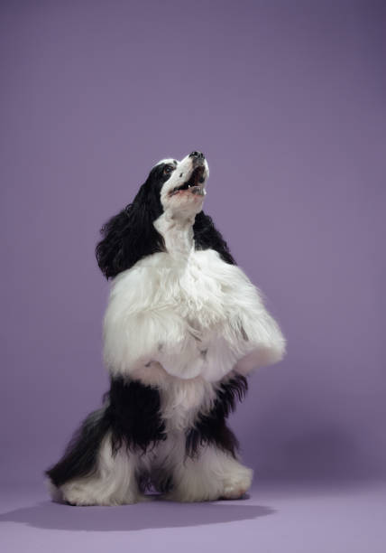 Portrait of a beautiful purebred cocker spaniel