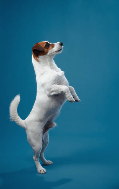 istock Jack Russell Terrier jumping on blue background 2203139650