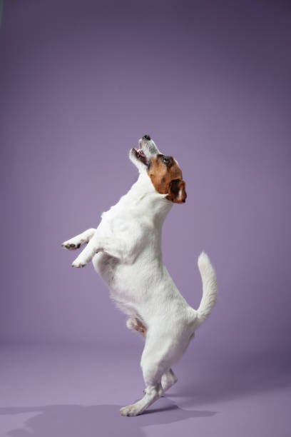 istock Jack Russell Terrier in playful standing pose on purple background 2203139651