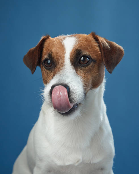 istock Jack Russell Terrier licking lips on blue background 2203139652