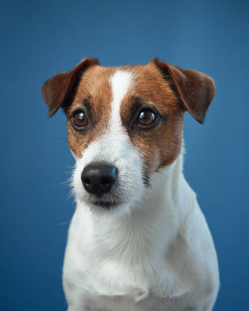 istock Jack Russell Terrier portrait with blue background 2203139698