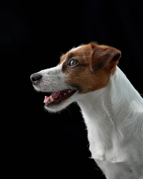 istock Jack Russell Terrier headshot with open mouth on black background 2203139708