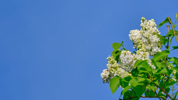 A detailed view of white lilac blooms on a branch with green leaves set against a vivid blue sky. Photographed during spring in Denmark, this represents the season's freshness and natural beauty.