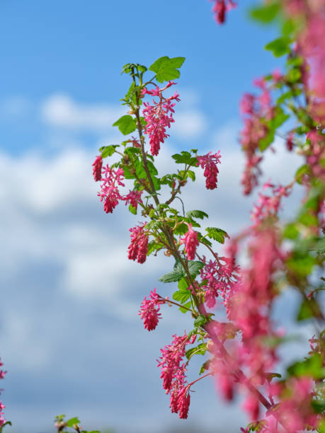 istock Vivid Pink Blooms Against a Cloudy Springtime Sky in a Serene Garden Setting 2203139911