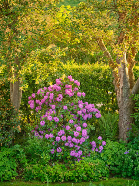 istock Beautiful blooming rhododendron flowers in a vibrant garden setting 2203139934