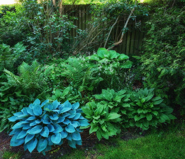 istock Lush greenery and vibrant foliage in a summer garden setting featuring bold hostas and delicate ferns 2203139940