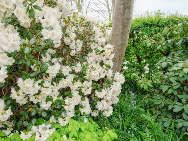 A series of photos of rhododendron in garden