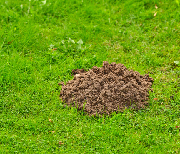 A small mound of freshly dug soil stands on a vibrant green lawn, possibly made by underground animals like moles. This garden scene, typical of Denmark, reflects native wildlife activity.