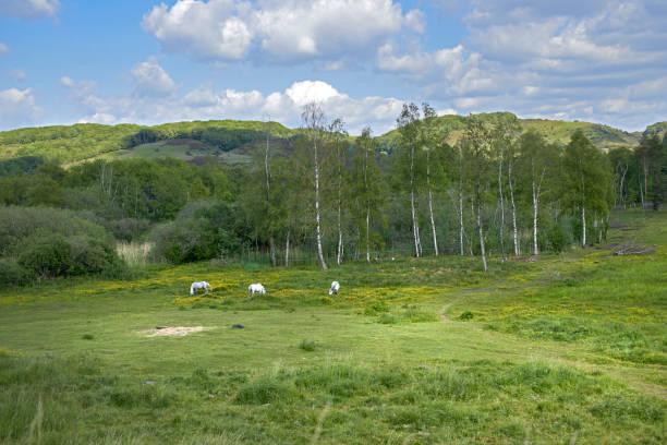 A tranquil pastoral scene unfolds as white horses graze peacefully in a verdant meadow. In the background, birch trees form a delicate line against rolling hills, all beneath a vibrant blue sky with fluffy white clouds.