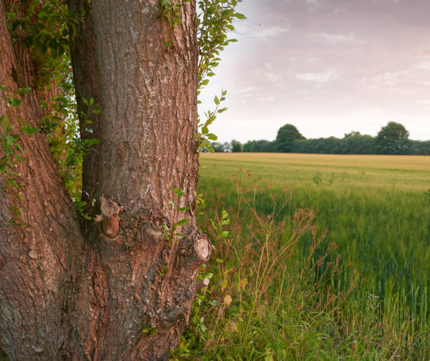 Lonely Tree