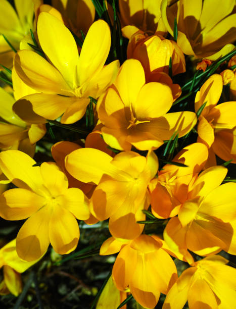 Bright yellow crocuses emerge in a vivid display of early spring, symbolizing renewal and vitality. Their delicate petals catch the sunlight, offering a vibrant contrast to their lush green surroundings.