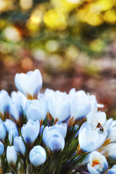 It's springtime in the Alps mountains