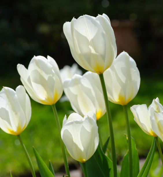istock White tulip flowers glowing in sunlight in a lush backyard garden 2203140331