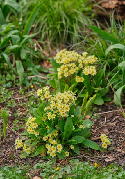 istock Bright yellow primroses flourishing in a lush garden setting 2203140374
