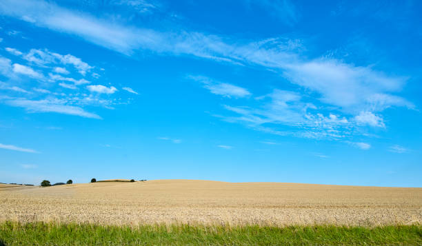 A stunning Danish wheat field located in Denmark showcases the natural beauty of Jutland. The clear blue sky offers a breathtaking backdrop to the landscape's golden tones, highlighting the beauty in nature.