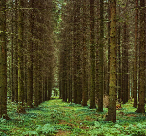 Walking path in the forest with trees on both sides. Hiking concept.