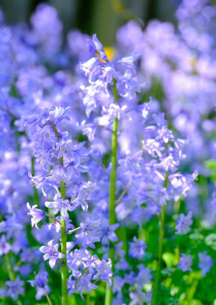 Bluebell - Scilla siberica, blue flowers in late spring