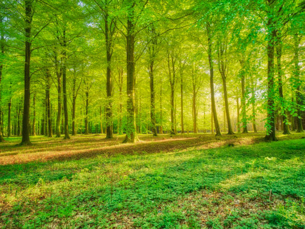 istock Enchanting Forest Glade Illuminated by Golden Sunlight in Danish Woods 2203140442