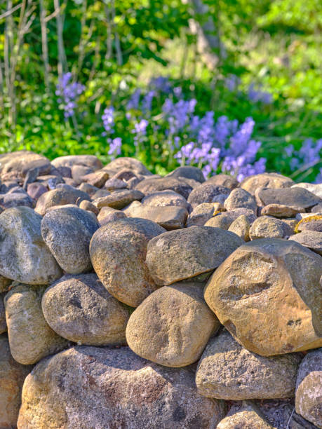 A picturesque view of a sturdy stone wall adorned by a vibrant backdrop of purple wildflowers and lush greenery typical of Denmark's serene springtime. The setting evokes a sense of rustic charm and natural beauty.