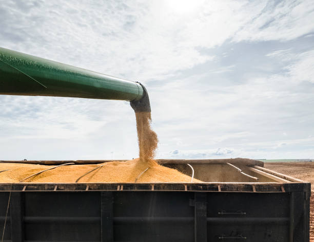 A view captures a large truck being loaded with harvested grain in a vast agricultural field. The image highlights the process of grain harvesting and transportation, showcasing modern farming techniques and machinery. The scene is set against a backdrop of a mature crop field.