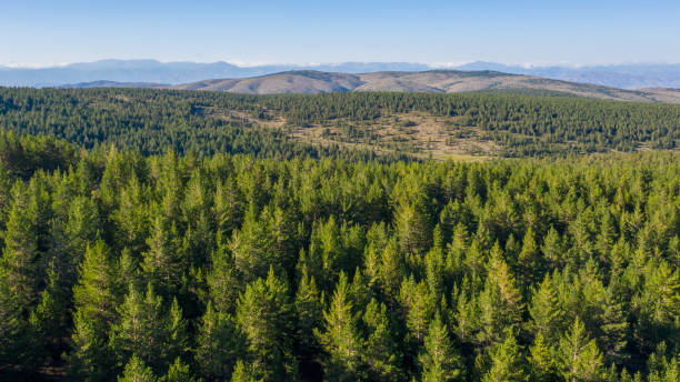 istock Aerial View of the Forest 2203142822