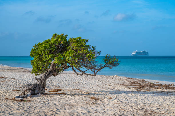 istock Divi Divi Tree on Eagle Beach, Aruba with Cruise Ship in the Caribbean Sea 2203143085