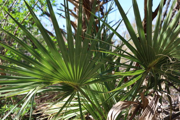 istock Tropical jungle rainforest plants on sunny day 2203143147
