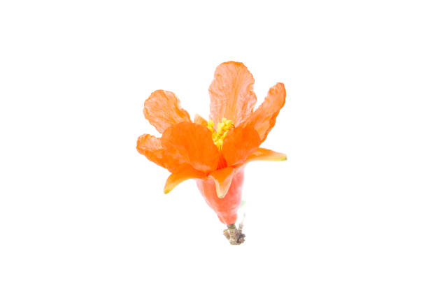 red pomegranate flower isolated on a white background