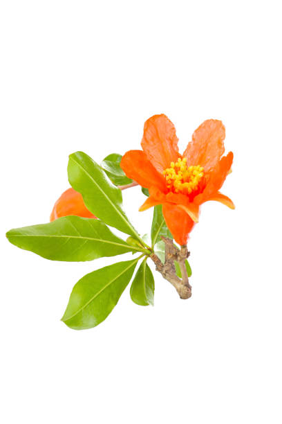 istock pomegranate flower isolated on a white background 2203148506