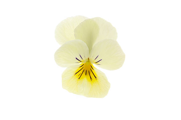 Studio Shot of  White Colored Pansy Flowers Isolated on White Background. Large Depth of Field (DOF). Macro. Symbol of Fun and Reminiscence.