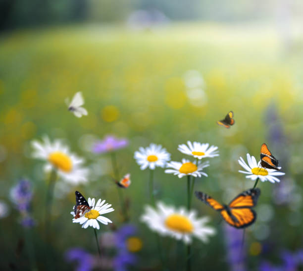 istock Garden With Butterflies 2203149671